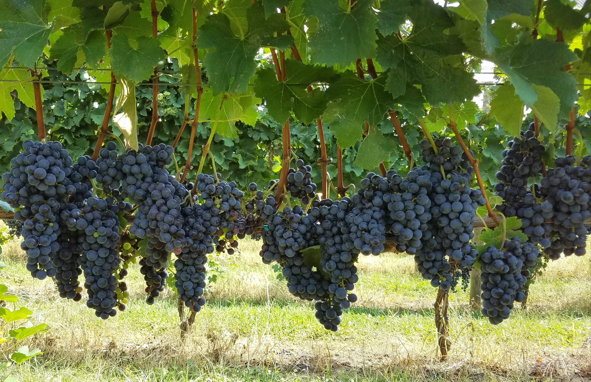 The 2020 Maryland Vineyard Survey is complete and posted for members to read