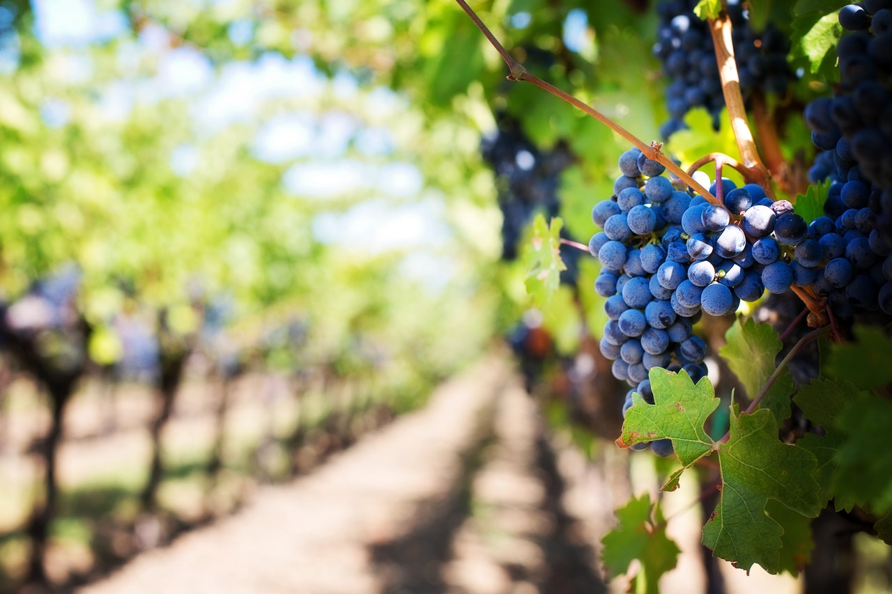 Vendor Registration is open for the 2023 Maryland Grape and Wine Industry Annual Conference