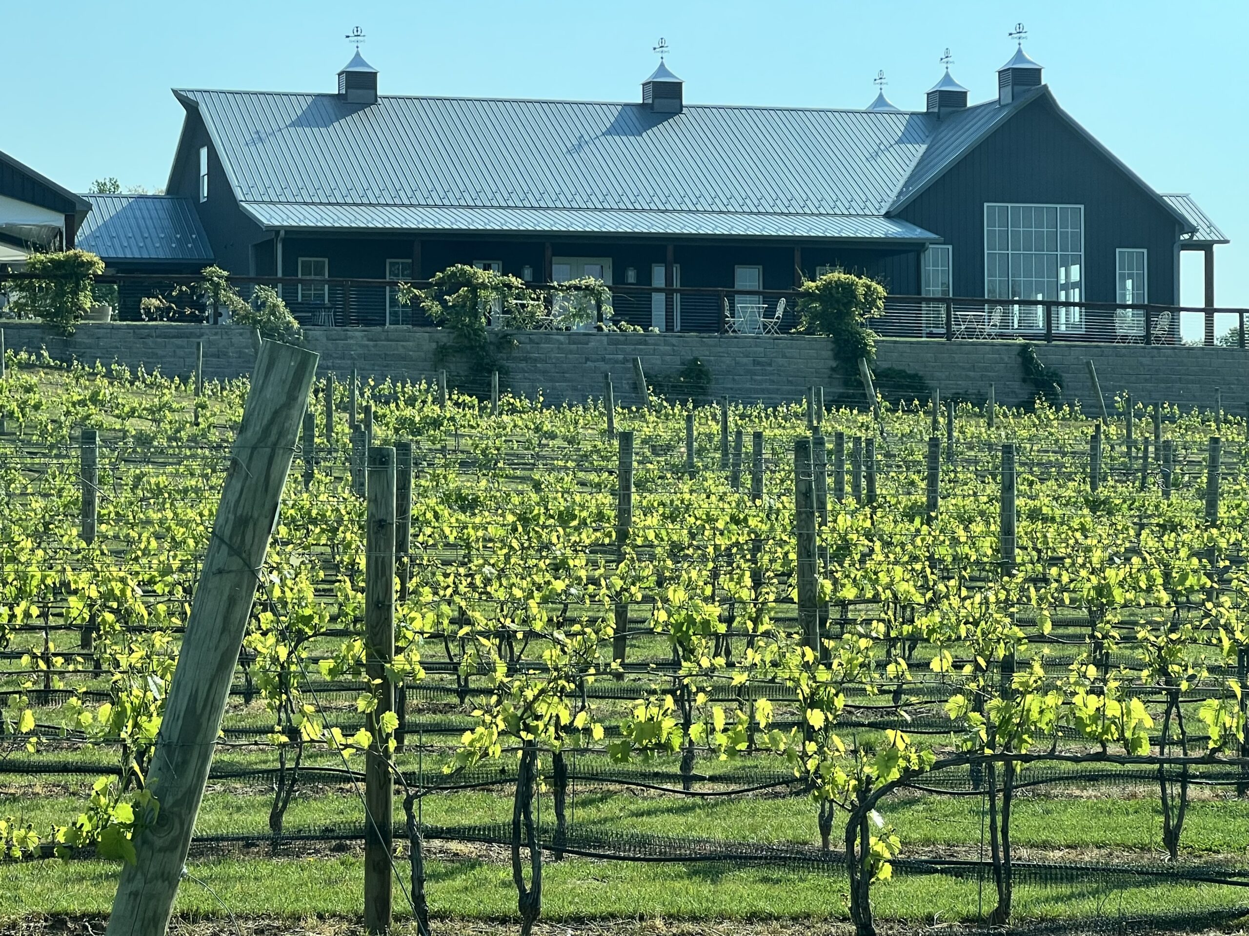 May 2024 Grower Highlight – Two Lions Vineyard